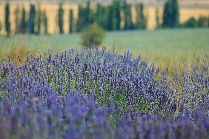 LALAVAND - FESTIVAL DE LA LAVANDA EN MORATALLA LALAVAND - FESTIVAL DE LA LAVANDA EN MORATALLA